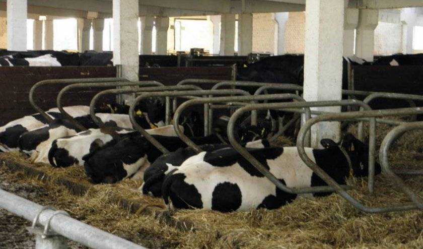 Привязное содержание коров: стойловое оборудование