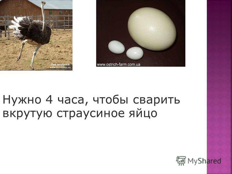 Как часто и сколько несет страус яиц?