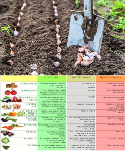Сроки посева основных огородных культур в открытый грунт. когда сажать овощи в открытый грунт? таблица — ботаничка.ru