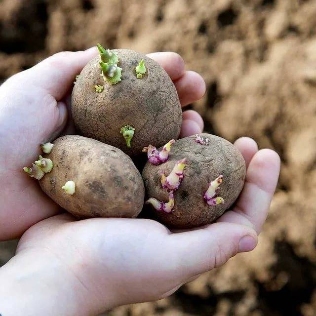 Подготовка картофеля к посадке весной: когда доставать на проращивание, этапы обработки, фото, видео