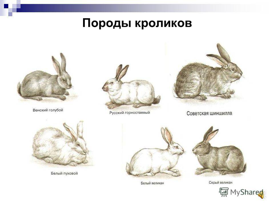 Почему болеют и дохнут кролики: симптомы, причины и заболевания, что делать и как лечить