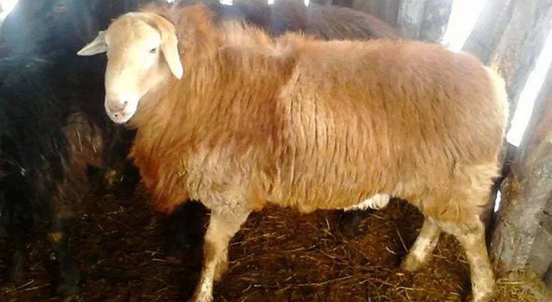 Курдючный баран: породы овец этого вида, описание и разведение