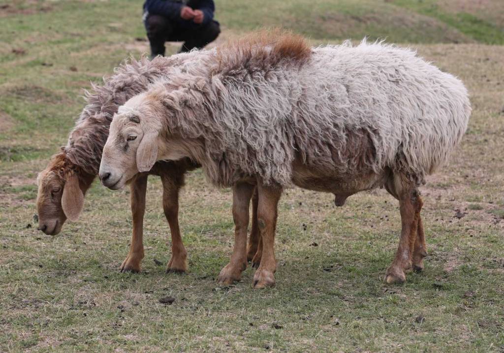 Цигайская порода овец