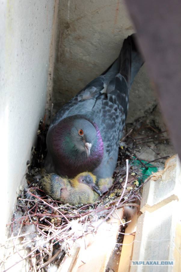 Птенец голубя: фото, как выглядят детеныши и почему их не видно?