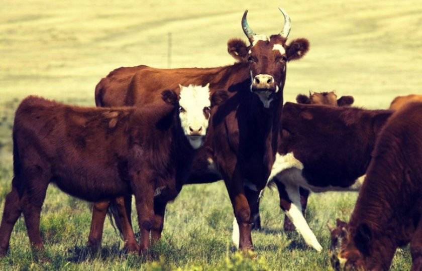 Особенности русской породы коров — калмыцкая