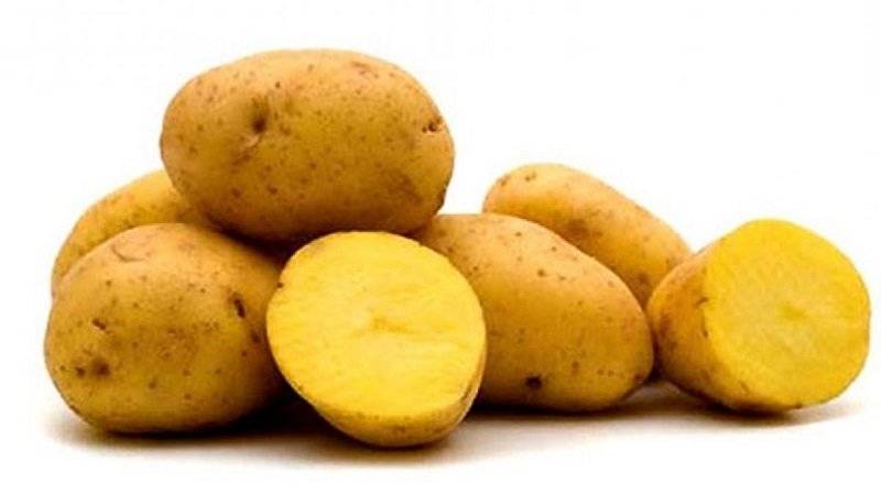 Сорт картофеля Импала: описание и советы по выращиванию