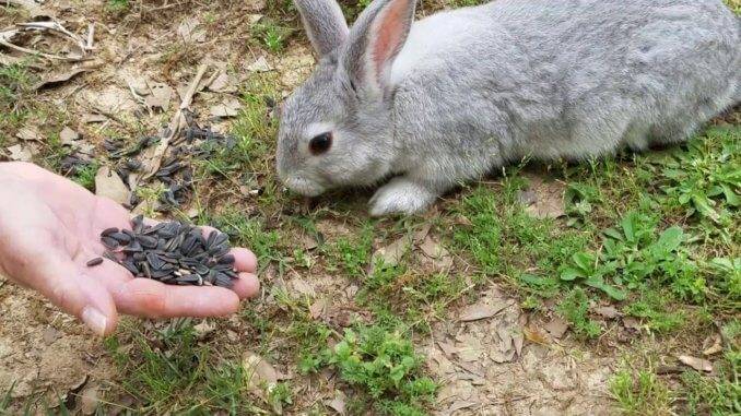 Можно ли кроликам семечки: нюансы кормления и противопоказания