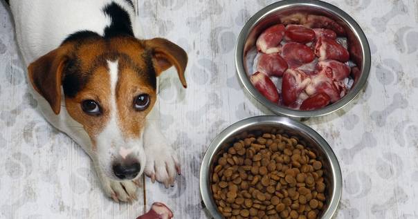 Чем кормить собаку в домашних условиях?
чем кормить собаку в домашних условиях?