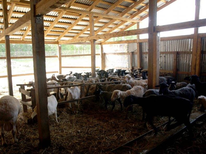 Овчарня: типовой проект и организация тёплого помещения для овец под нужды конкретного хозяйства