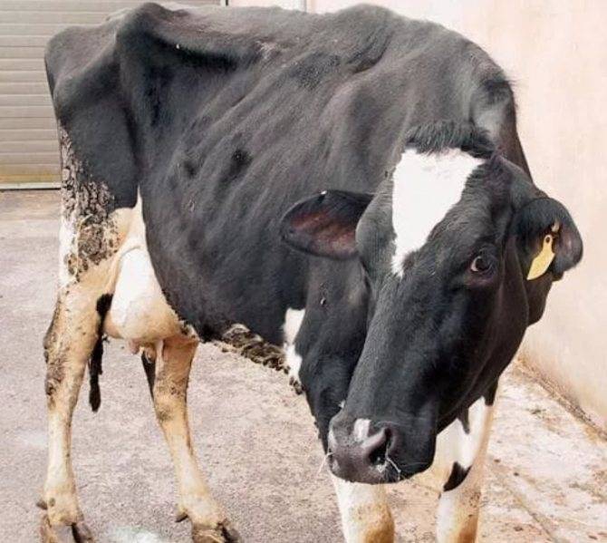 Кетоз у коров: симптомы и лечение, признаки у крс