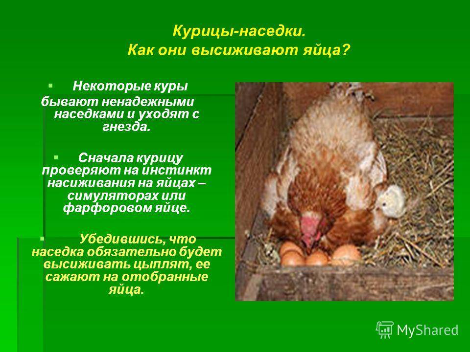 Сколько высиживают яйца куры. сколько раз курица высиживает яйца :: syl.ru