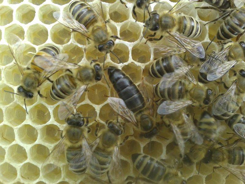 Характеристики и отзывы о Карпатской породе пчел, их достоинства