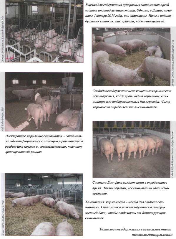 Ветеринария свиней | маститы у свиноматок