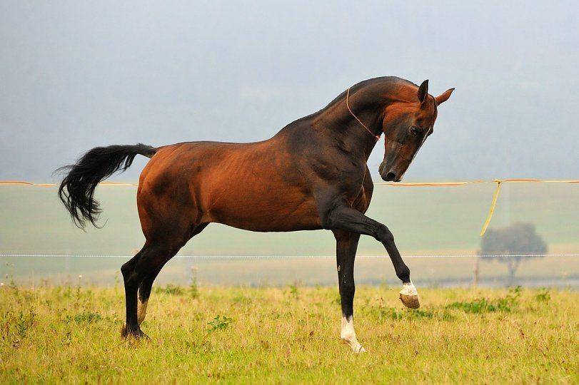 Про ахалтекинскую породу лошадей