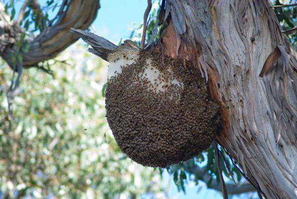 Бортевой мед – редкий вид меда диких пчел. в чем его особенности?