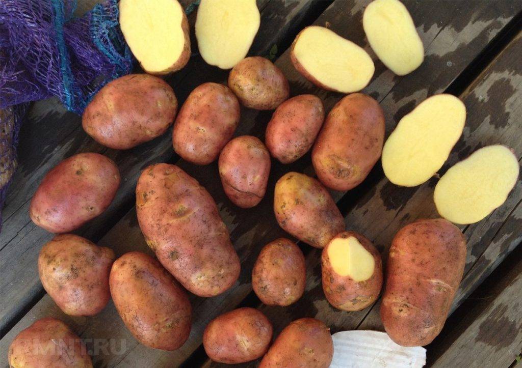 Картофель ред скарлет: описание и характеристика сорта, фото, отзывы