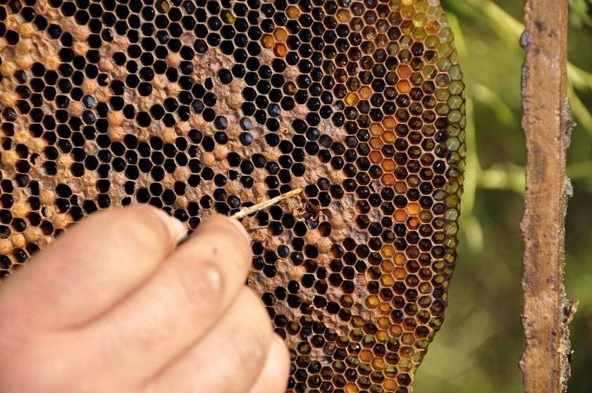Гнилец у пчел: виды, признаки, диагностика и лечение