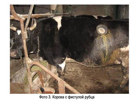 Симптомы остановки желудка у коровы, как его запустить в домашних условиях