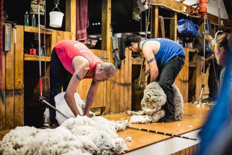 Cтрижка овец: как правильно стричь и каким инструментом