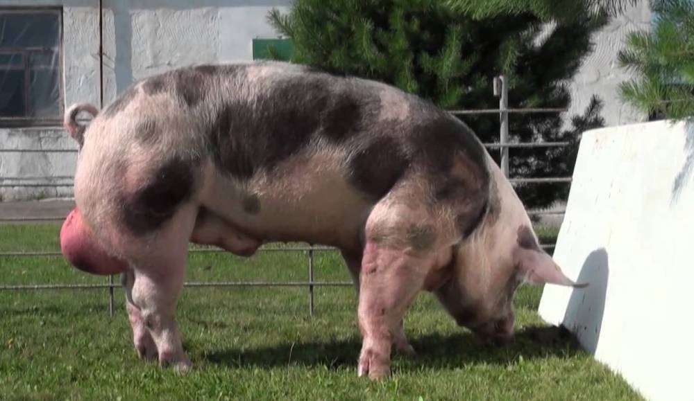 Пьетрен – одна из лучших пород свиней мясного направления