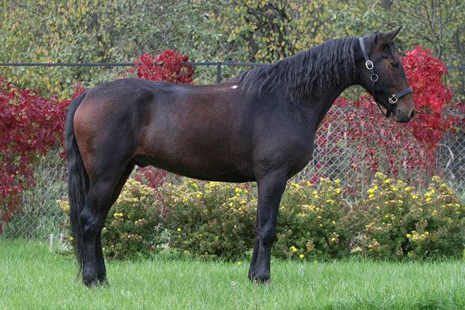 Карачаевская порода лошадей: описание и характеристика, плюсы и минусы содержания, фото, видео