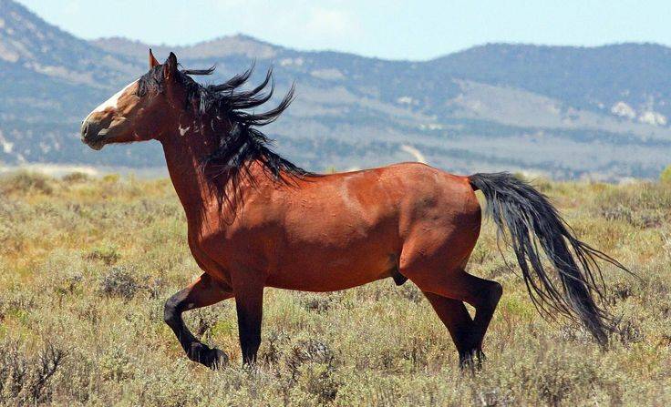 ᐉ дикая лошадь мустанг: как выглядит, история, среда обитания и образ жизни - zooon.ru