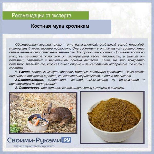 ᐉ можно ли давать кроликам щирицу? - zooon.ru