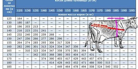 Вес лошади (средний, максимальный и минимальный): как узнать и определить, какой должен быть вес наездника, особенности измерения
