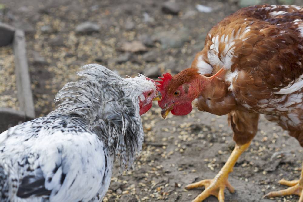 Что делать, если цыплята клюют друг друга до крови?