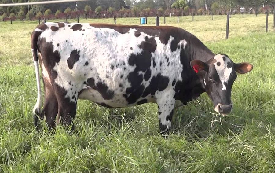 Эмфизематозный карбункул коров - болезни коров