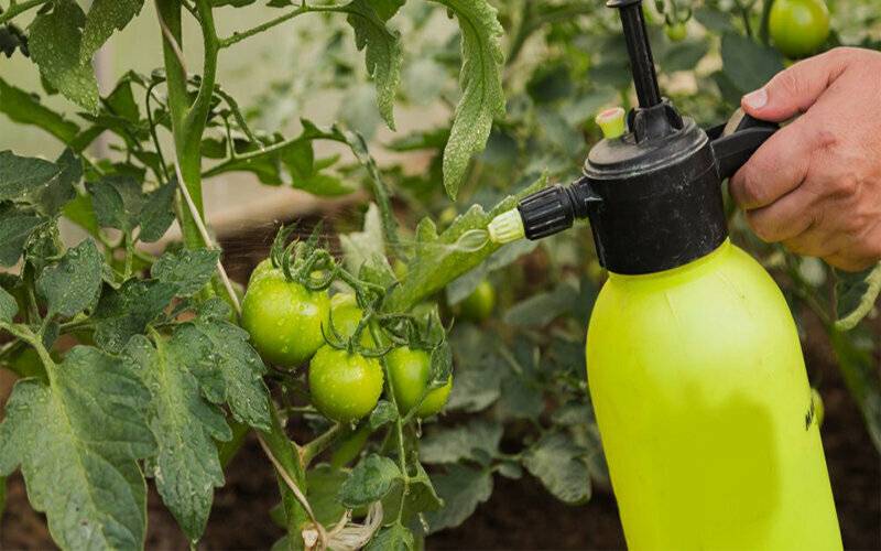 Как и чем подкормить помидоры в июле 2021, особенности внесения удобрений