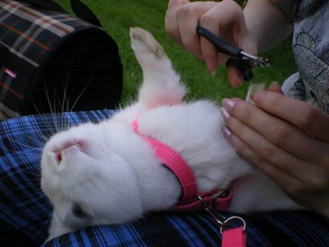 Как правильно стричь когти кролику в домашних условиях