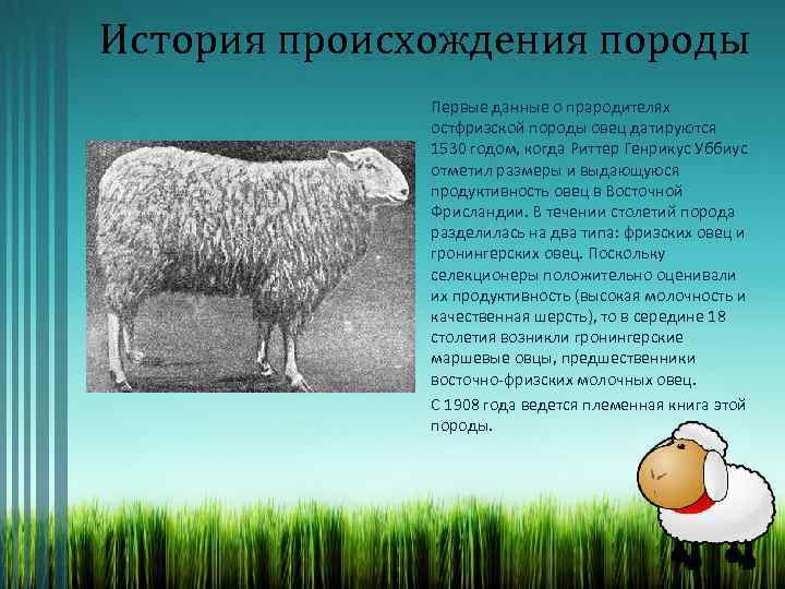 Овца куйбышевской породы: описание, характеристики, отзывы. разведение овец