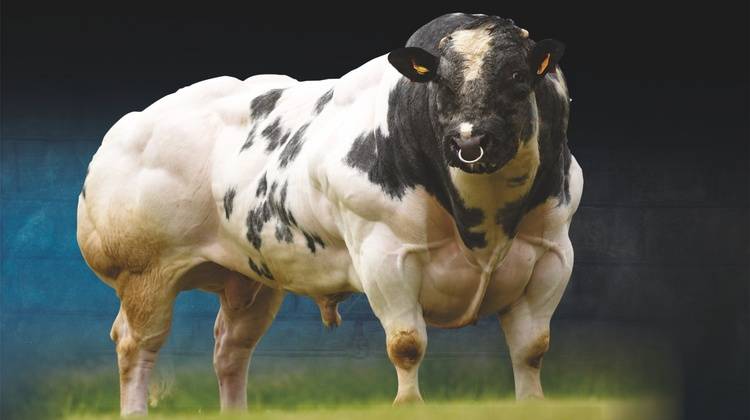 Описание и фото лучших мясных пород коров. рекомендации при выборе