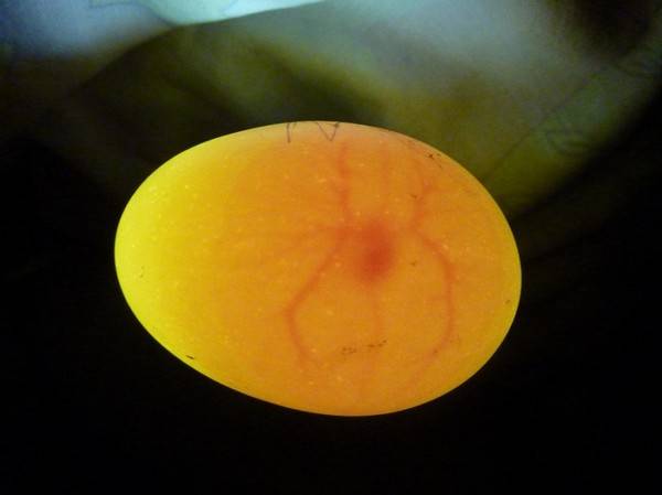 Овоскопирование яиц: что это такое и как правильно проводить