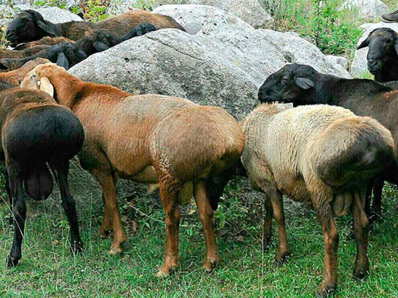 ᐉ гиссарская порода овец: особенности содержания, кормления, вакцинация - zooon.ru