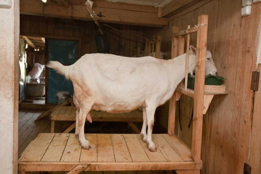 Помещение для содержания коз, построенное своими руками