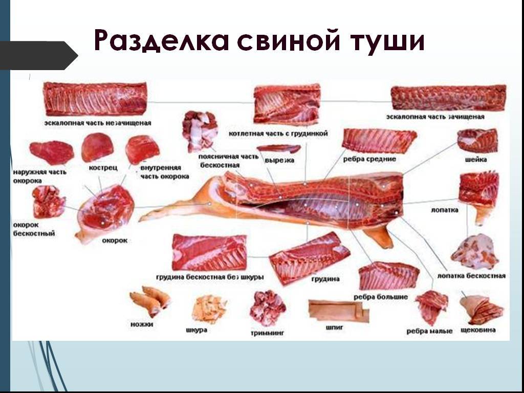 Схема разделки свиных туш + названия частей туши свинины