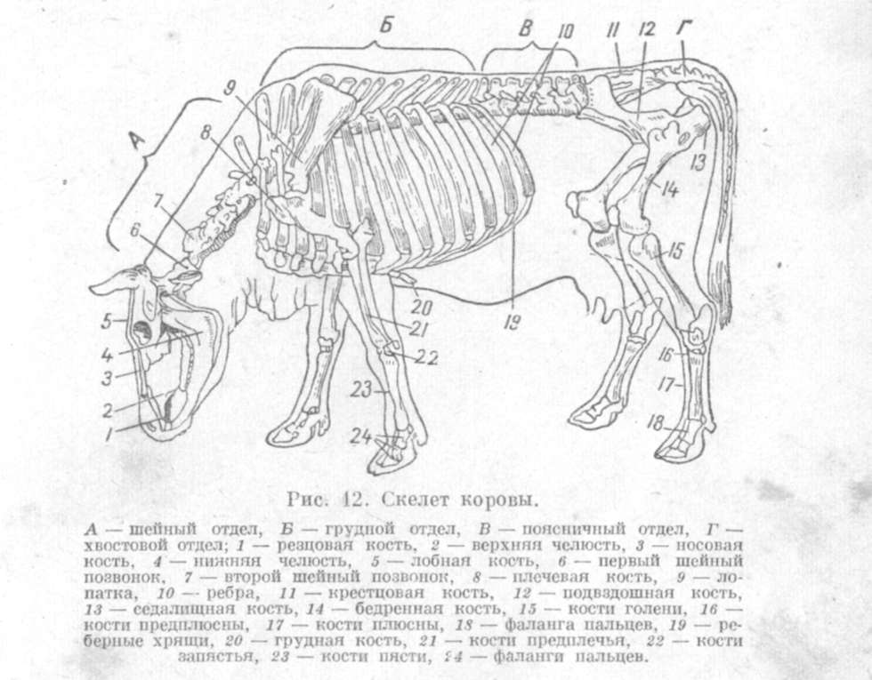 Скелет коровы: строение, анатомия, области тела и количество ребер