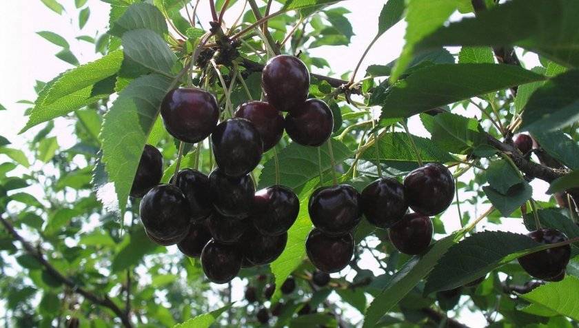Вишня шоколадница: описание сорта и секреты посадки вишневого дерева