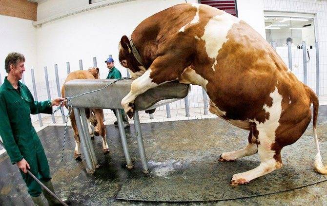 Рацион кормления и условия содержания быков-производителей