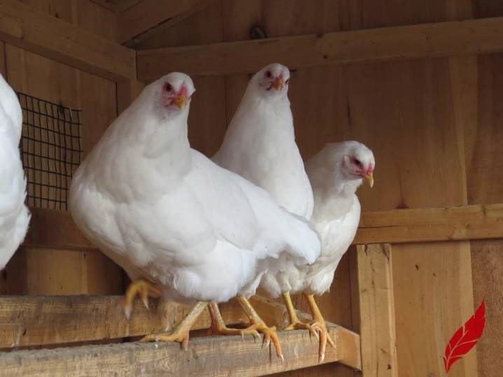 Русская белая порода кур: обзор птиц, разведение