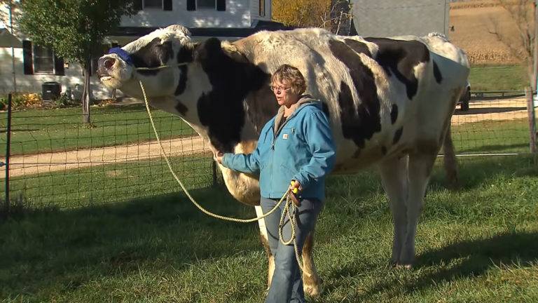 Самая большая корова в мире: какая порода, размеры и вес, фото, видео на букву г