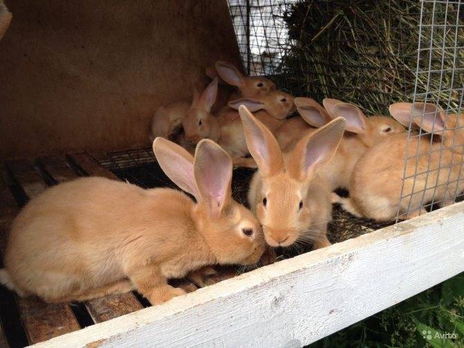 Бургундский кролик – перспективная порода мясного направления