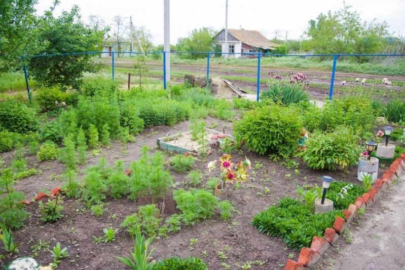 Работы в саду в январе: топ-60 неотложных садово-огородных хлопот | свой домик в деревне