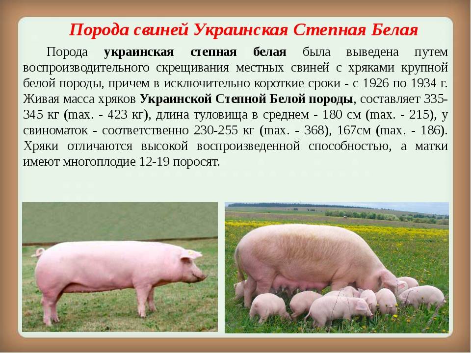 Породы мясных свиней и их характеристики