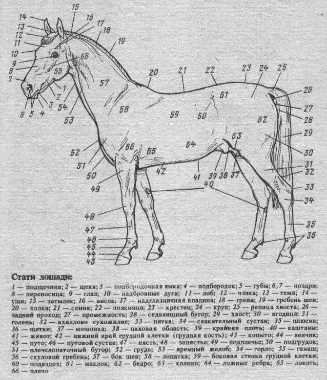 Скелет лошади: особенности строения, внутренние органы