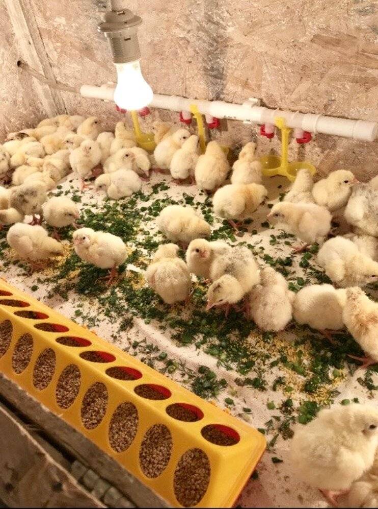 Как правильно выращивать цыплят бройлеров, условия и уход