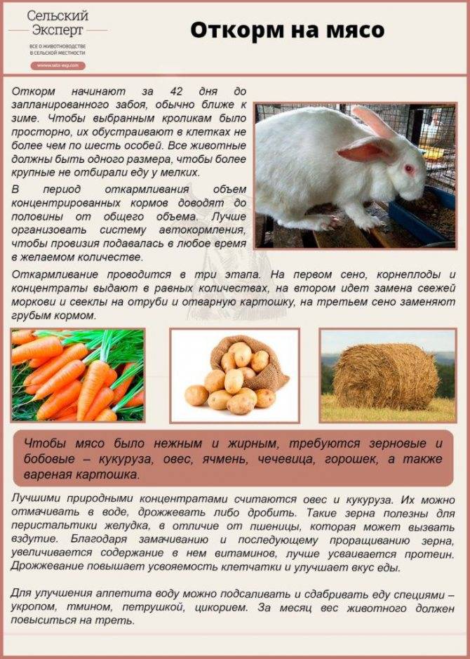 ᐉ сколько нужно сена кролику на зиму? - zooon.ru