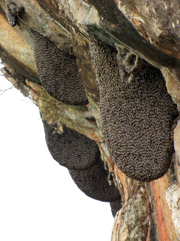 Мед диких пчел - бортевой, полезные и лечебные свойства